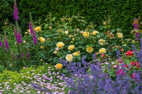 Companion Plants For Roses