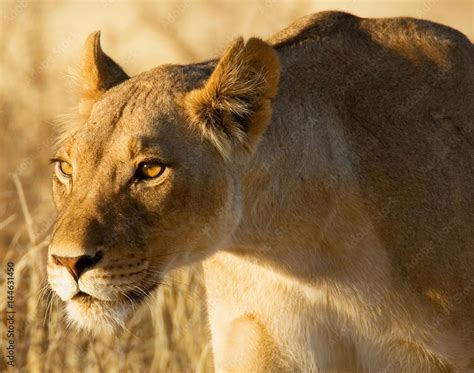 Portrait of a lioness hunting, Africa Stock Photo | Adobe Stock