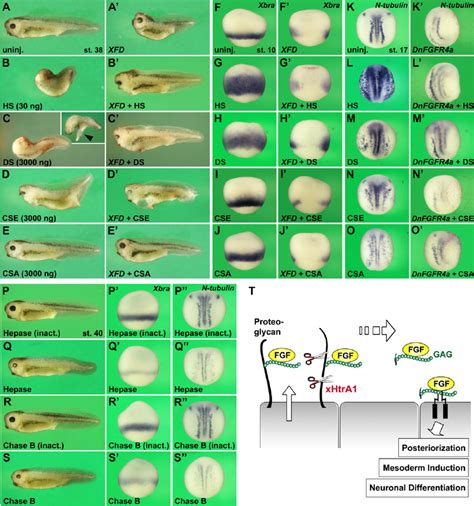 Heparan Sulfate And Dermatan Sulfate Induce Posteriorization Mesoderm