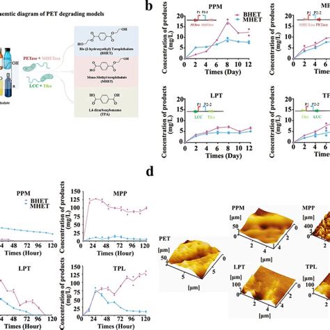 Construction And Characterization Of The Salt Induced Model With