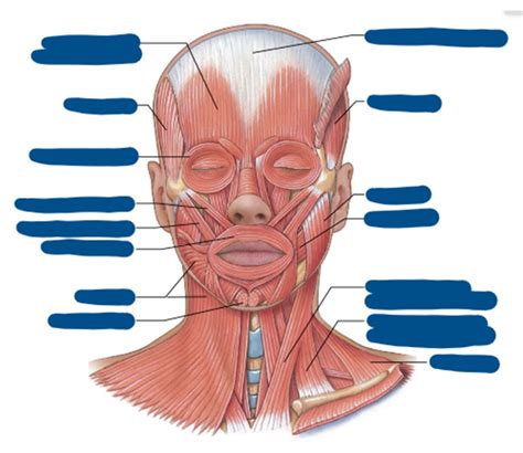 Muscles of Facial Expression Diagram Diagram | Quizlet