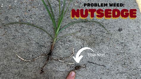 Why Nutsedge is a Problem Weed - YouTube