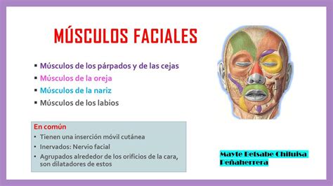 Músculos faciales MBCHP uDocz