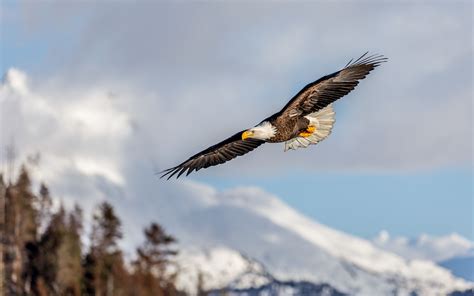 Download Wallpaper 3840x2400 Alaskan Eagle Eagle Bird Wings Flight