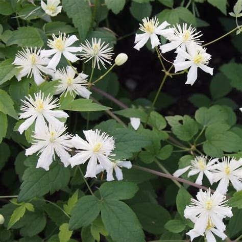 Botanical Clematis Paul Farges 2l Fruttii Shop