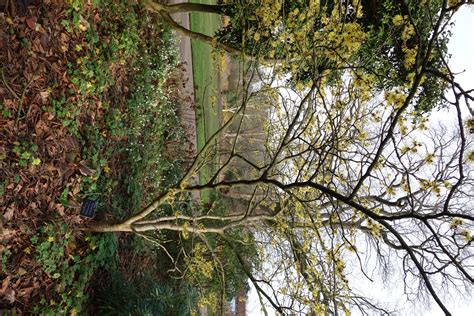 RHS Wisley Winter Walk - The Surrey Edit