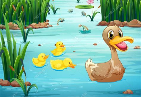 Ducks And Pond Stock Vector Image By Interactimages