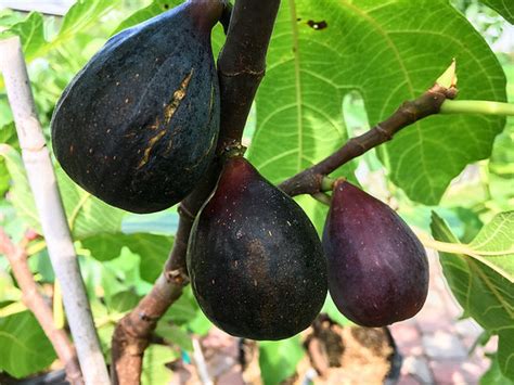 Fig Tree Varieties How Many Types Of Fig Trees Are There, 42% OFF