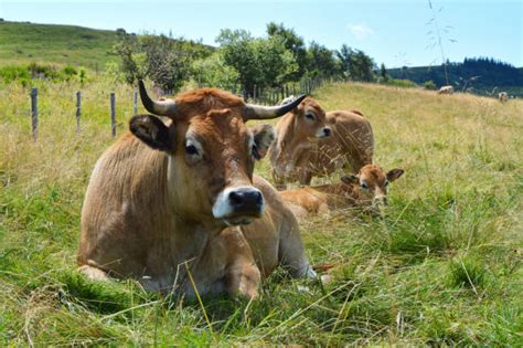 340+ Aubrac Cattle Photos Stock Photos, Pictures & Royalty-Free Images ...