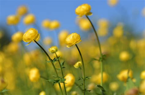 Trollblume Bilder Durchsuchen 2 641 Archivfotos Vektorgrafiken Und