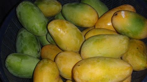 Mango Free Stock Photo Public Domain Pictures