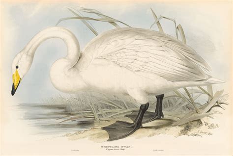 Lear Pl. 355, Whistling Swan | Oppenheimer Field Museum Edition