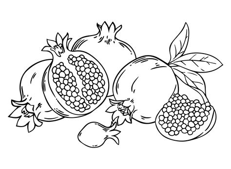 29 Pomegranate Coloring Pages - ColoringPagesOnly.com