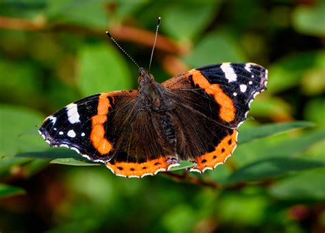 Red Admiral Butterfly Insect Free Photo On Pixabay Pixabay