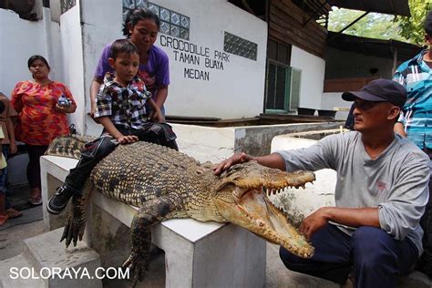 Penangkaran Buaya Asam Kumbang Medan Penangkaran Terbesar Di Asia