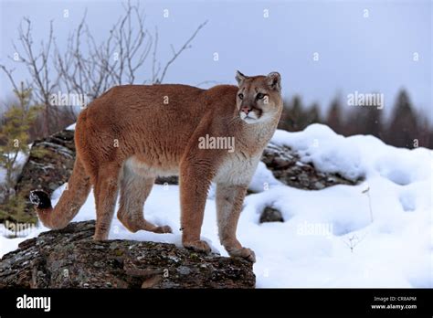 Cougar Hi Res Stock Photography And Images Alamy