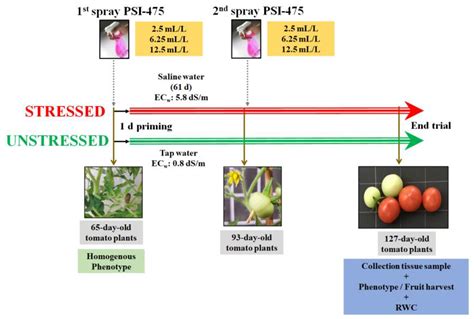 Ijms Free Full Text Transcriptome Biochemical And Phenotypic