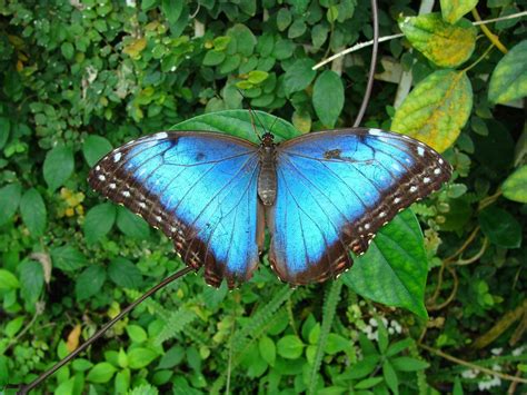 Morpho peleides 6 Free Photo Download | FreeImages