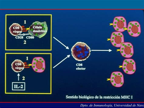 Ppt Dpto De Inmunología Universidad De Navarra Powerpoint