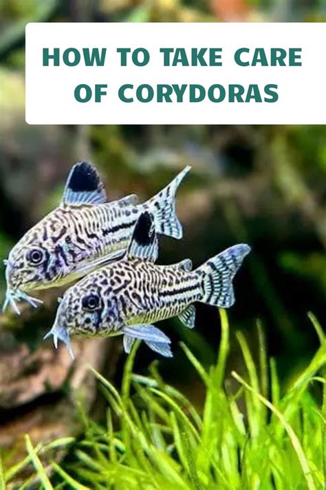 How To Care For Corydoras Rare Types Of Cory Catfish