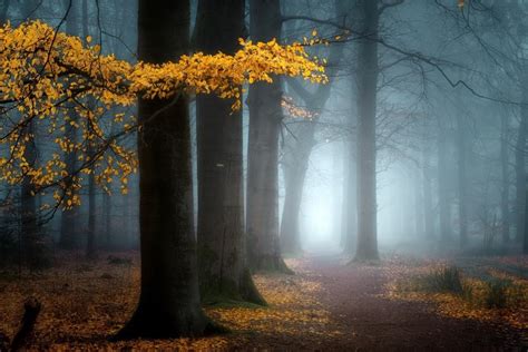 Fallen Leaves Mist Trees Path Fall Nature Dirt Hd Wallpaper