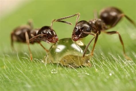 Hormiga Características Hábitat Reproducción Y Mucho Más