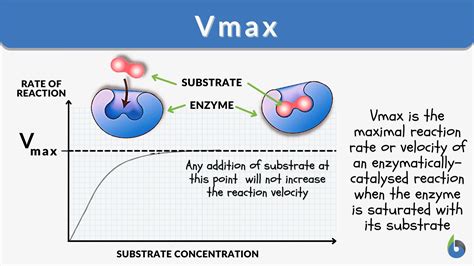 Vmax Definition And Examples Biology Online Dictionary