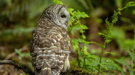 Feds To Save Spotted Owls Barred Owls Must Be Culled