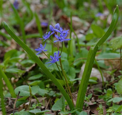 Wirtualny atlas roślin Cebulica dwulistna Scilla bifolia