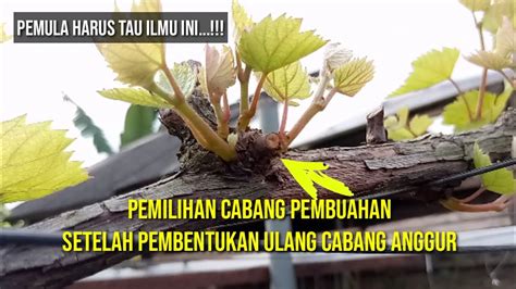 Penting Pemilihan Tersier Anggur Setelah Foundation Pruning