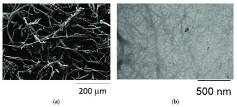 A Micrograph Obtained Using Sem Of Rice Husk Treated With Naoh