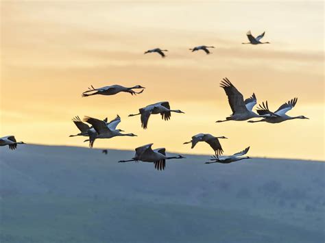 Why do birds migrate? (All you need to know) | Bird Fact