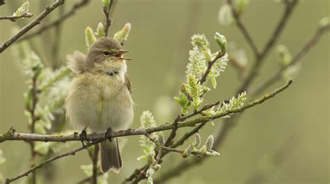 Fenolijn Maart Vroege Vogels Bnnvara