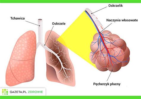Uk Ad Oddechowy Budowa Funkcje I Najcz Stsze Choroby