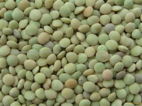 Lentils Green Kerikeri Organic