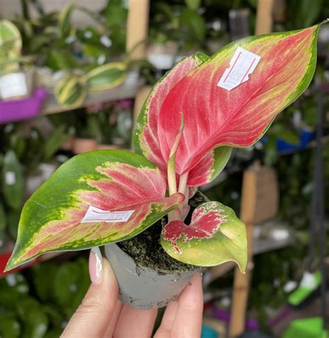 Aglaonema Red Dragon Ø 6 см