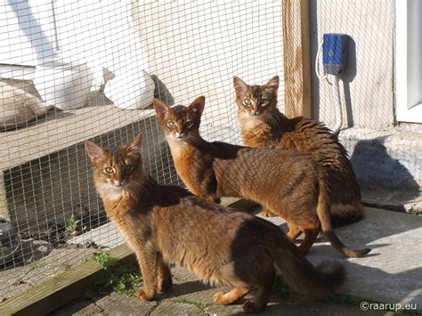 Abyssinian Cat Breed Profile Traits Description Facts Care Mammal Age