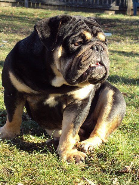 Black And Tan English Bulldog