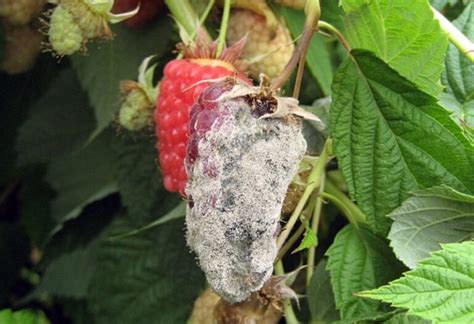 Raspberry Pest Diseases Raspberry Protection