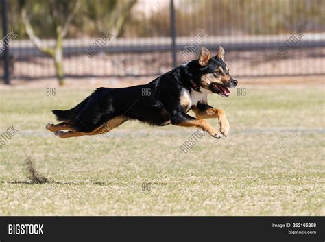 Side View Dog Running Image And Photo Free Trial Bigstock