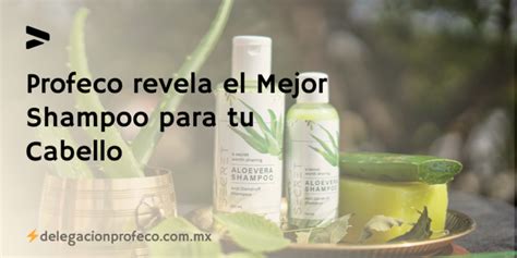 Profeco Revela El Mejor Shampoo Para Tu Cabello Delegaciones De Profeco