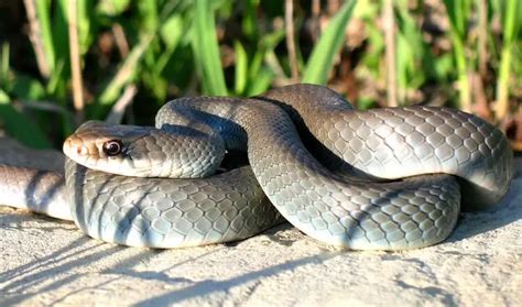 Blue Racer Snake Breed Profile Facts Speed Pictures And Care