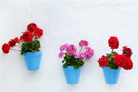 Plantas que NO debes tener en tu casa porque te roban energía Glamour