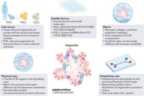 Nature Reviews Methods Primers on Twitter: "Organoids are cell-based in ...