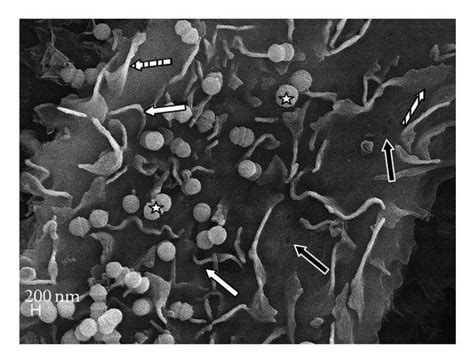 Scanning Electron Microscopy Sem Of Cocultures Of Bovine Mammary