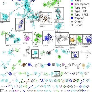 Big Scape Sequence Similarity Network Ssn And Nocobactin Like