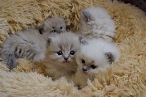 Chaton Ragdoll Femelle Disponible En Auvergne Rhone Alpes Loire