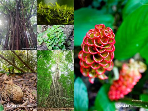 Fauna Yang Dilindungi Di Taman Nasional Ujung Kulon Adalah Sinau