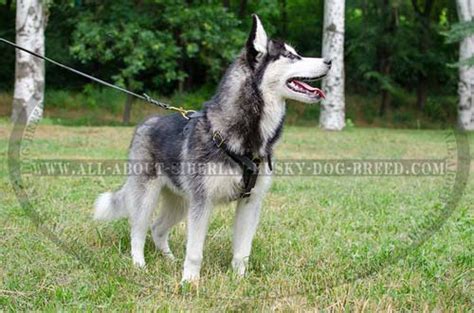 Deluxe Siberian Husky Harness With Leather Felts Lining On Chest