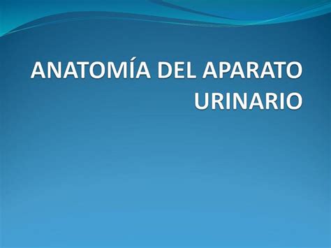 Anatomía del aparato urinario Un poco de cursos uDocz